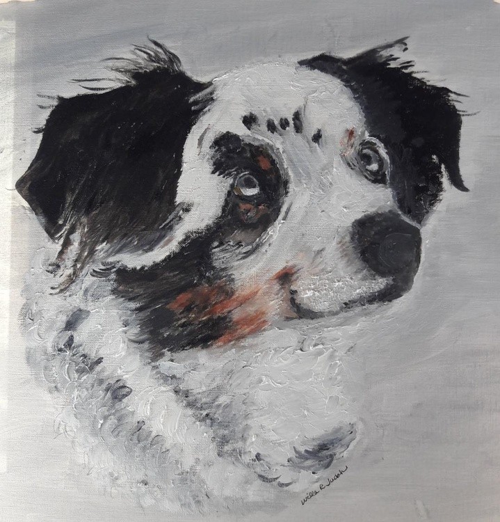 Harlee - Australian Shepherd