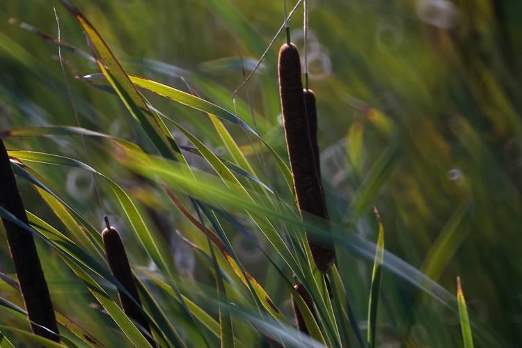 Cattails at Sunset Color Photograph