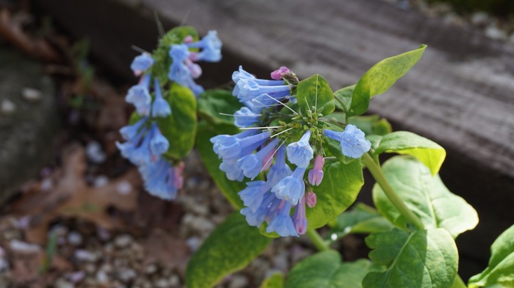Pretty Flowers In My Neighbors Yard