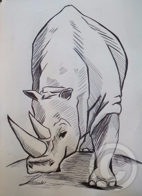 rhino