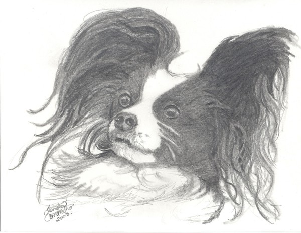 Papillon Dog Portrait