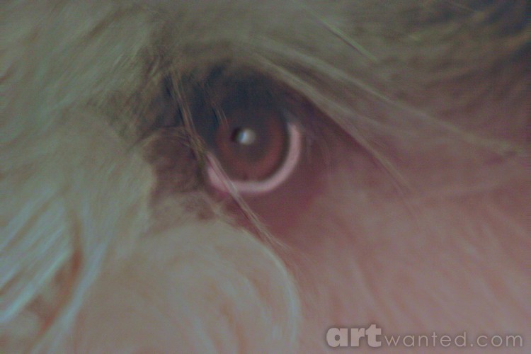 Eye Eye