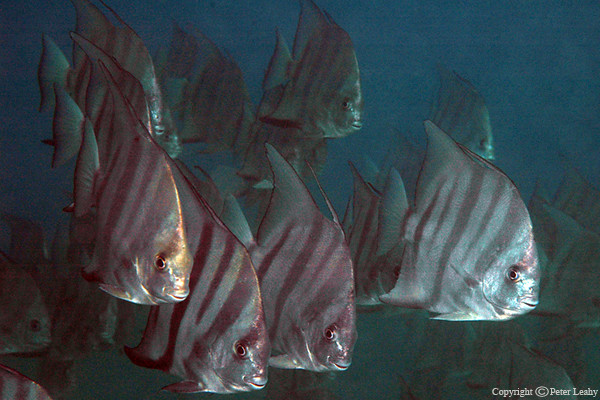 Schooling Atlantic Spadefish