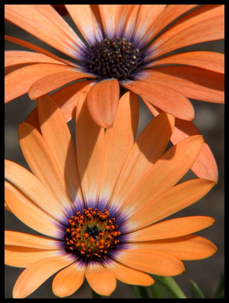 Sun kissed Orange