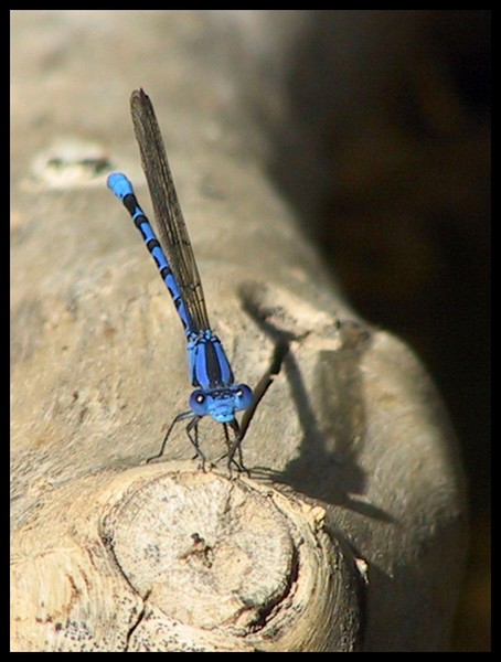 Blue Meanie