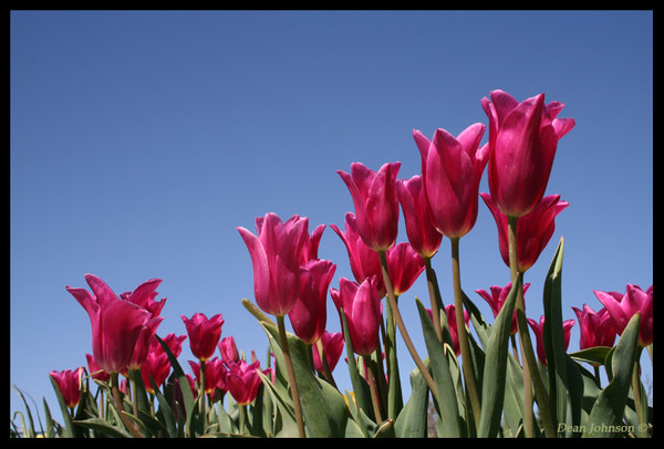 Tulip Fest 7