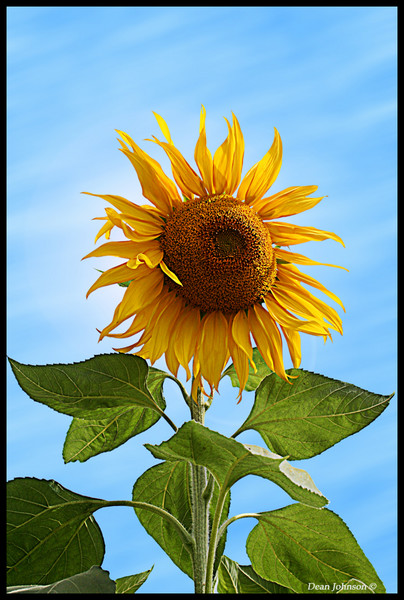 Sun Giants 2
