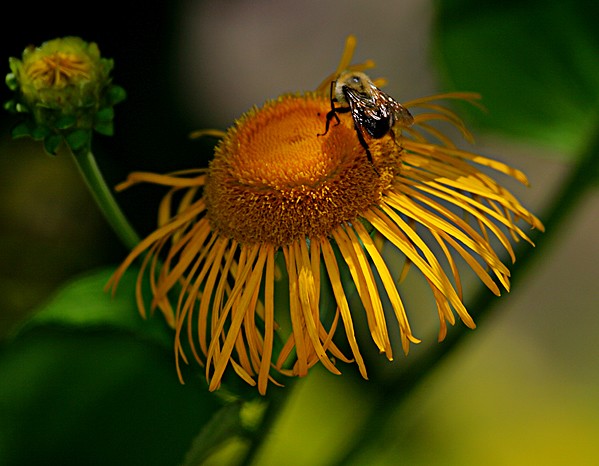 Busy Bee