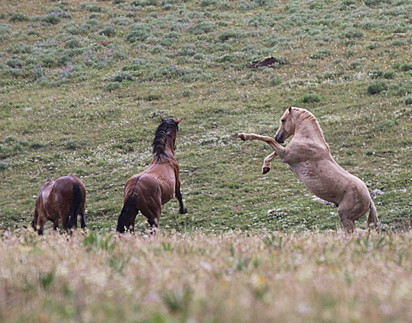 Mustangs in the Wild