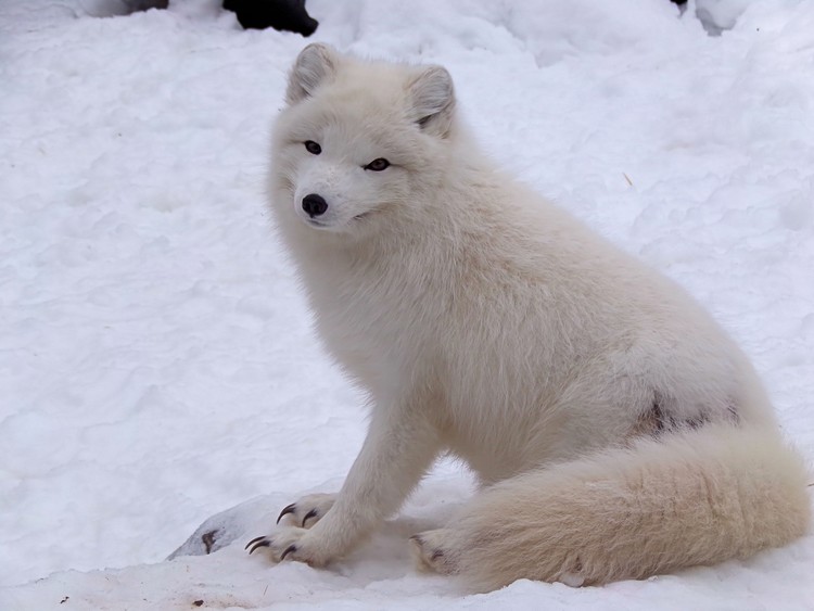 Artic Fox
