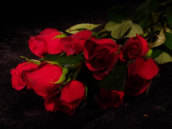 Life is a Rose