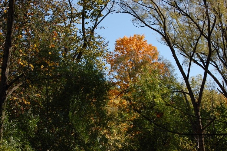 Trees