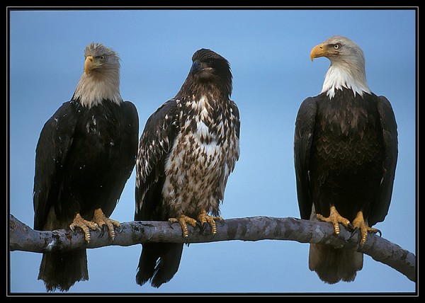 Trio