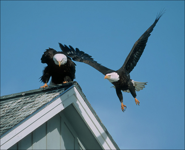 Get of my Roof