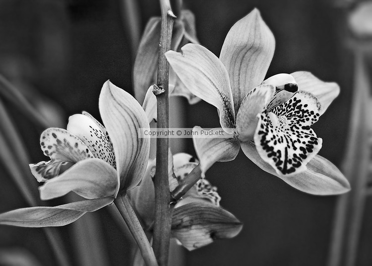 MG 1813 hr bw