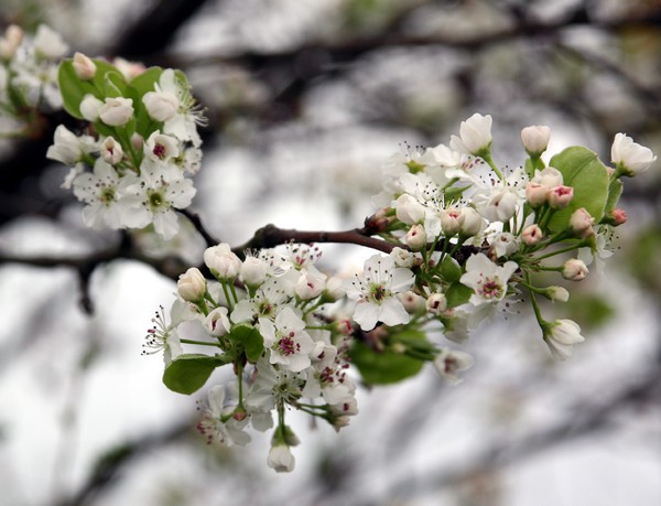Godlewsky Fruit Blossoms