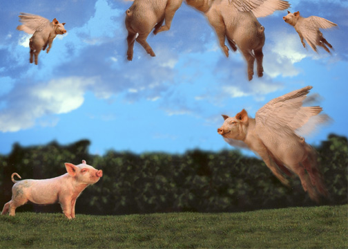Pigs Fly