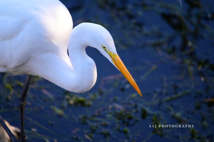 Great Egret 