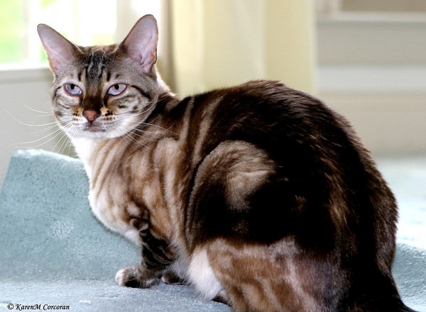 Toffee n the Carpet