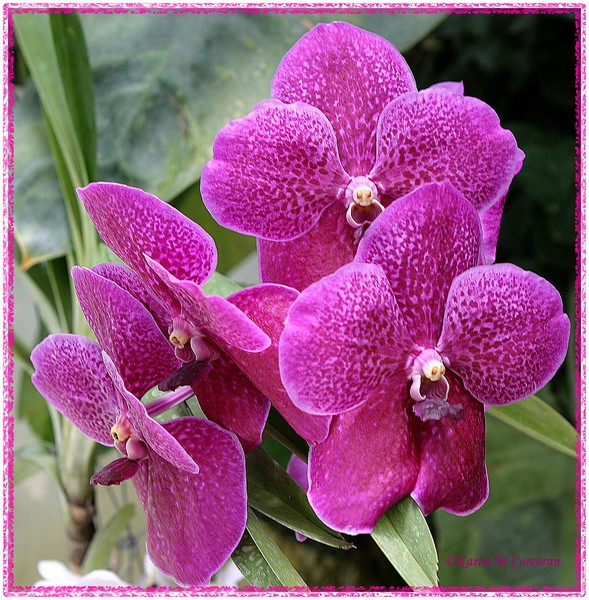 Fuschia Orchids