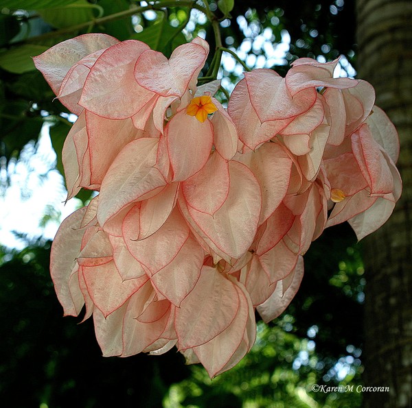 Peach Orchids