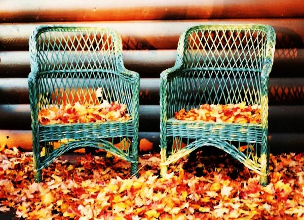 Fall Leaves