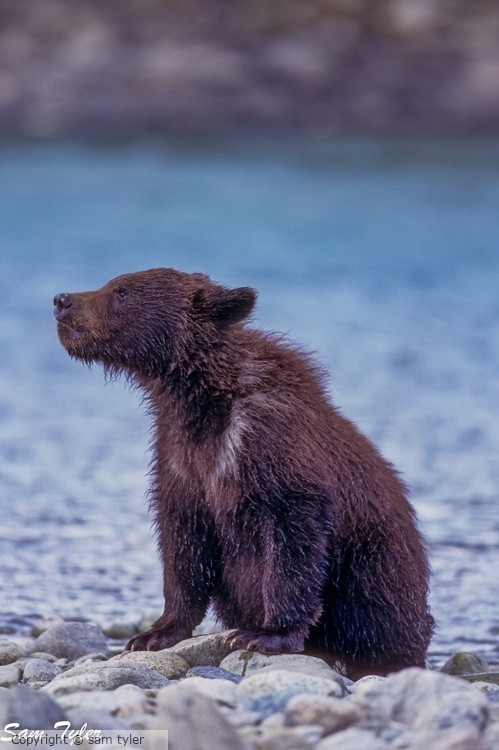 McNeil River Bear  2-4-50-97