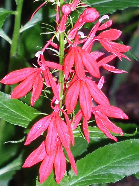 Red Wild Flowers