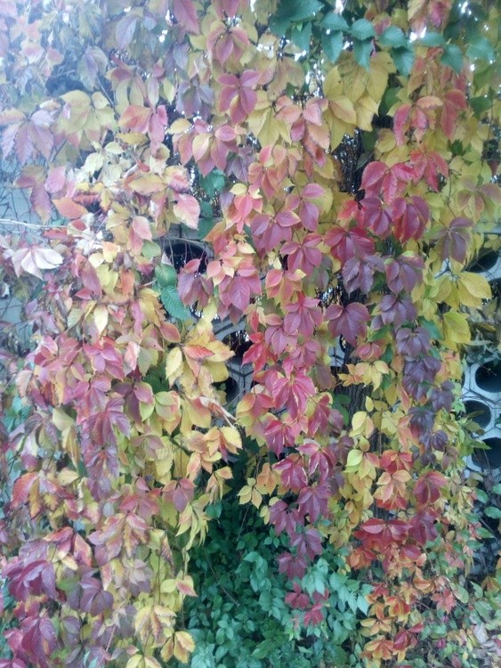 AutumnInUkraineF
