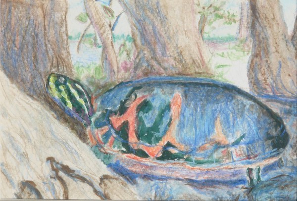 turtle