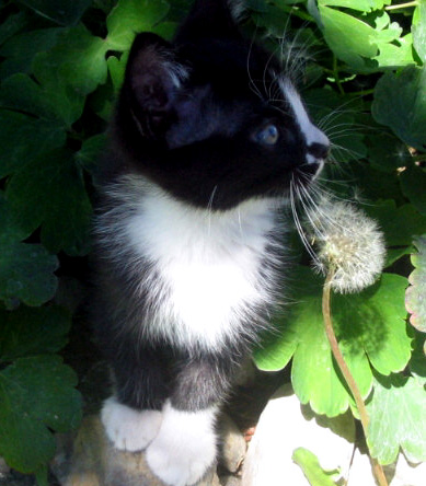 Columbine Kitty