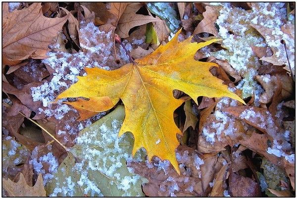 freezing leaf