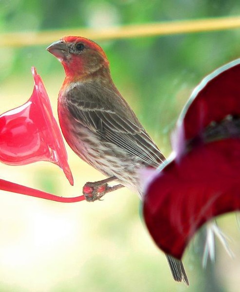 Finch