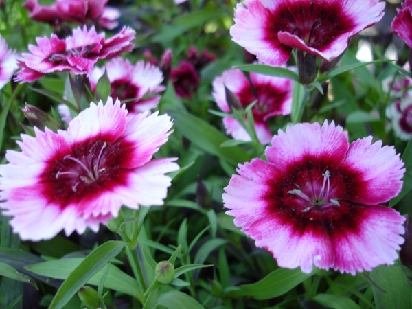 Farmers Market Flowers
