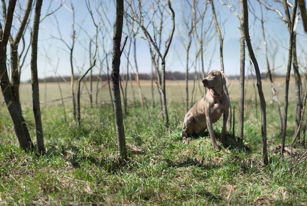 Sophie Thru the Trees