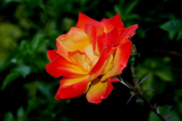 Fiery Rose