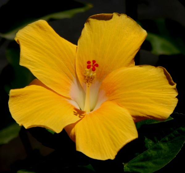 Yellow Hibiscus