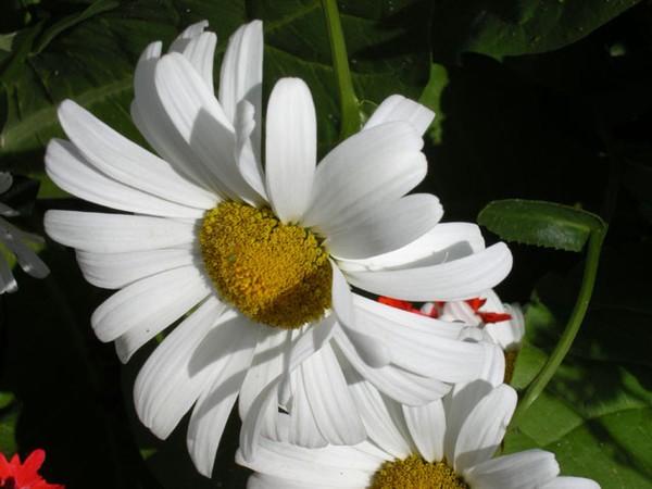 Daisy