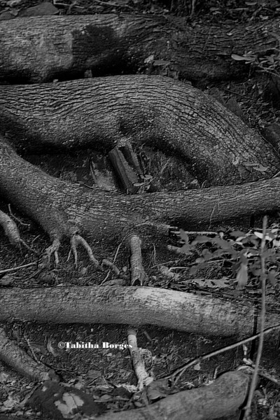 Deeply Rooted