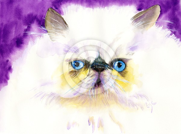 Himalayan Cat