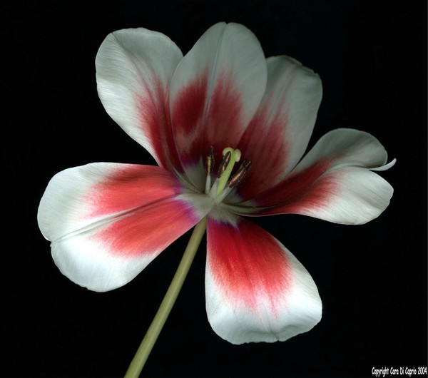 Tulip