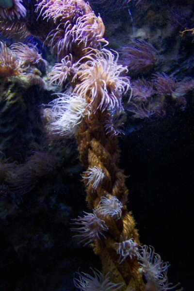 Underwater Swingers