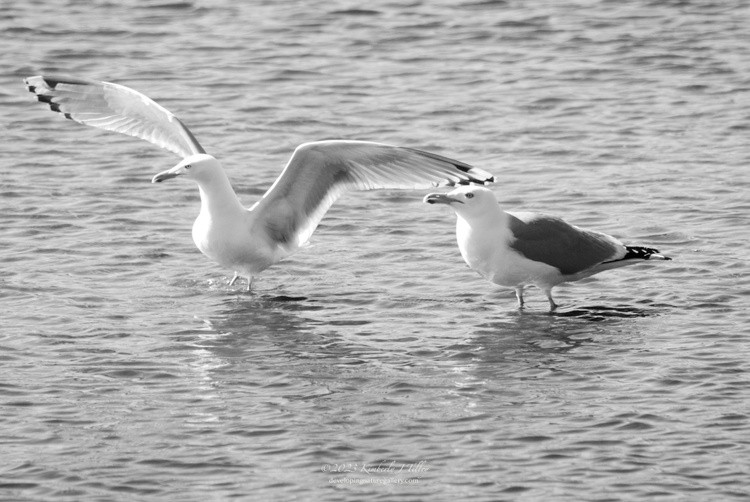 Herring Gulls P0171