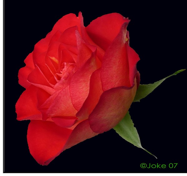 For Alberto D
