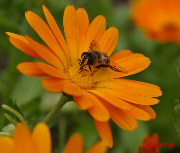 The orange bloem