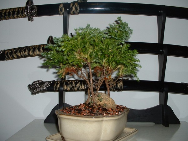 Little tree 2