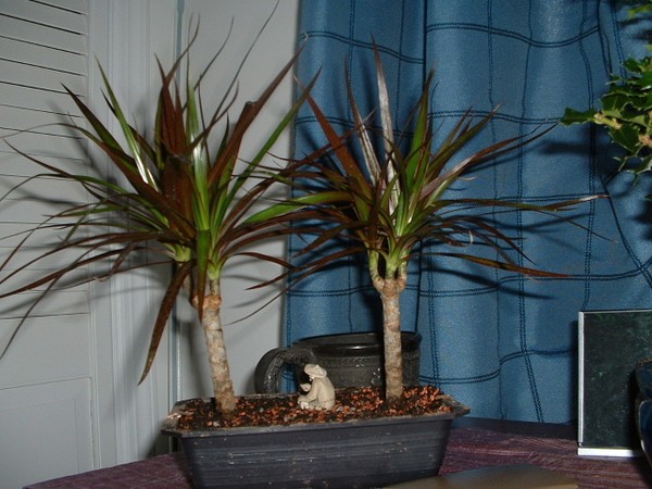 Bonsai plant
