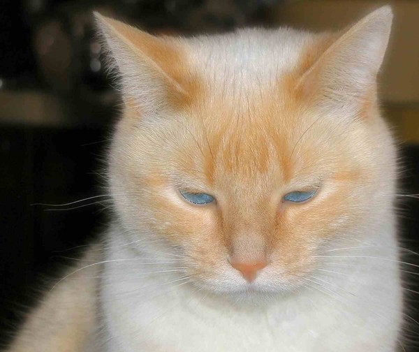 Lost in Cat Thoughts....