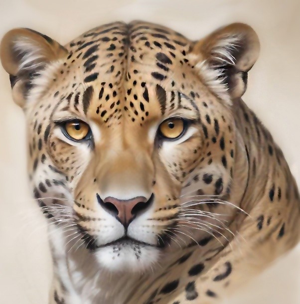 Leopard