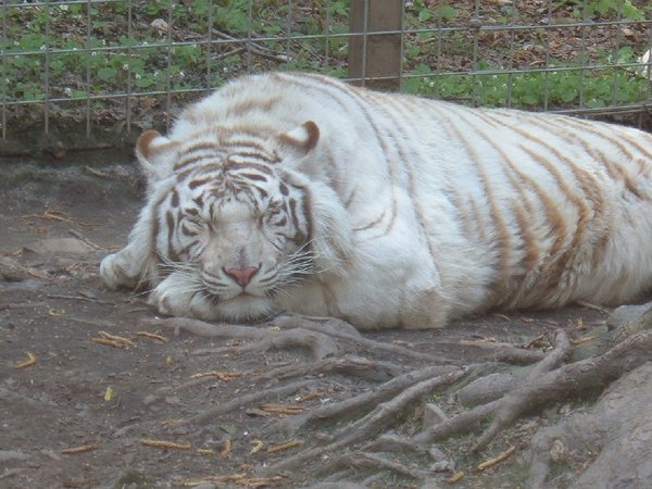 Cat Nap